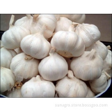 4 ~ 5cm Fresh And Plump White Garlic